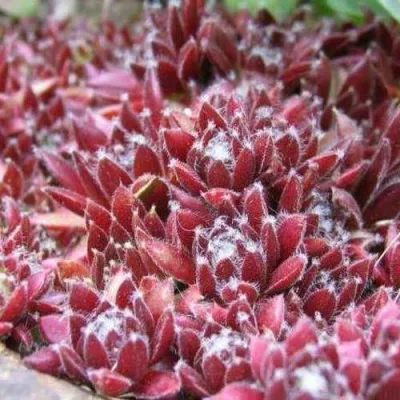 Молодило ХАМЕЛЕОН — описание сорта Молодило ХАМЕЛЕОН в Владимире