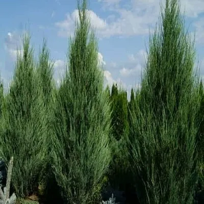 Можжевельник СКАЙРОКЕТ скальный  Можжевельник СКАЙРОКЕТ скальный в Владимире