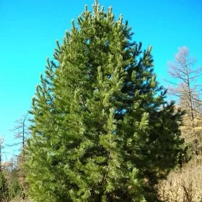 Сосна кедровая сибирская  Сосна кедровая сибирская в Владимире