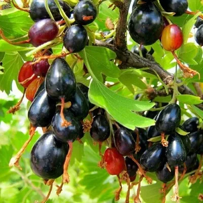 Смородина золотистая БОКАЛИНСКАЯ  Смородина золотистая БОКАЛИНСКАЯ в Владимире