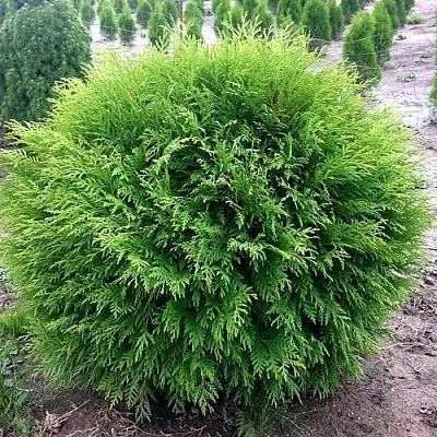 Туя ЛИТЛ ЧЕМПИОН западная  Туя ЛИТЛ ЧЕМПИОН западная в Владимире