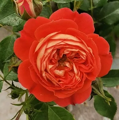 Саженцы роз СТАРЛЕТ РОУЗ КАРМЕН плетистая  Саженцы роз СТАРЛЕТ РОУЗ КАРМЕН плетистая в Владимире