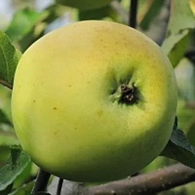 Яблоня РОССИЯНКА в Владимире