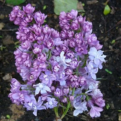 Сирень НАДЕЖДА  Сирень НАДЕЖДА в Владимире