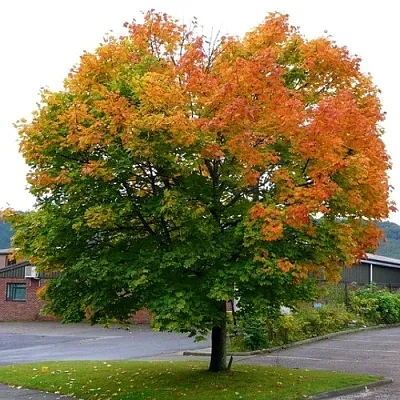Клен остролистный  Клен остролистный в Владимире