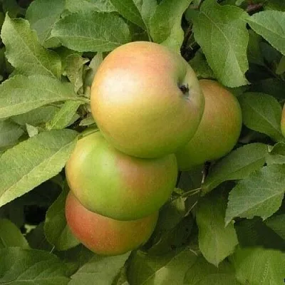 Яблоня ВЕРБНОЕ  Яблоня ВЕРБНОЕ в Владимире