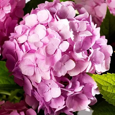 Гортензия БУКЕТ РОУЗ крупнолистная  Гортензия БУКЕТ РОУЗ крупнолистная в Владимире