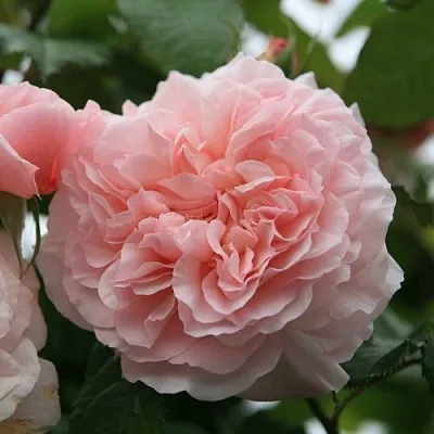 Саженцы роз РОЗ ДЕ ТОЛБИАК плетистая  Саженцы роз РОЗ ДЕ ТОЛБИАК плетистая в Владимире