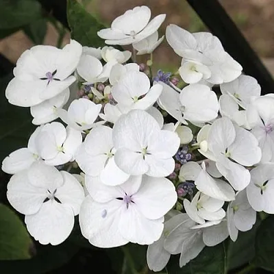 Гортензия ЛИБЕЛЛЕ крупнолистная в Владимире
