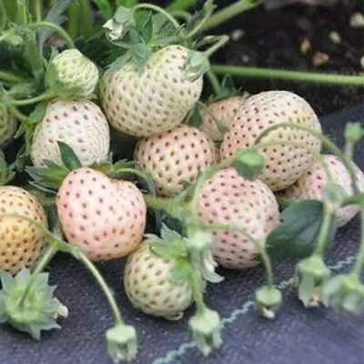 Клубника АНАНАСА ремонтантная в Владимире