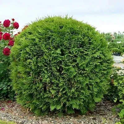 Туя ВУДВАРДИ западная  Туя ВУДВАРДИ западная в Владимире