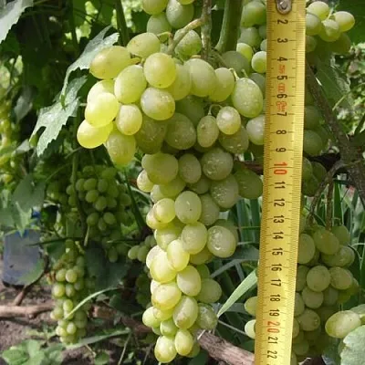 Виноград АНАНАСНЫЙ РАННИЙ  Виноград АНАНАСНЫЙ РАННИЙ в Владимире