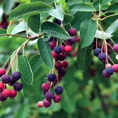 Ирга ЛАМАРКА в Владимире