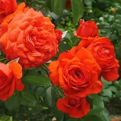 Саженцы роз МАЙНТАУЭР плетистая  Саженцы роз МАЙНТАУЭР плетистая в Владимире