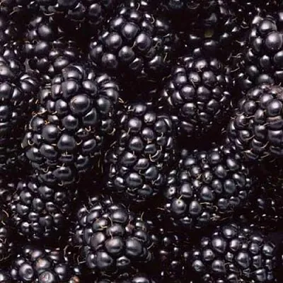 Ежевика ОРКАН бесшипная  Ежевика ОРКАН бесшипная в Владимире