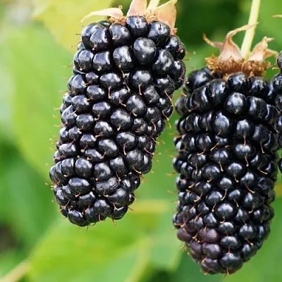 Ежевика КОЛАМБИЯ ГИГАНТ бесшипная  Ежевика КОЛАМБИЯ ГИГАНТ бесшипная в Владимире