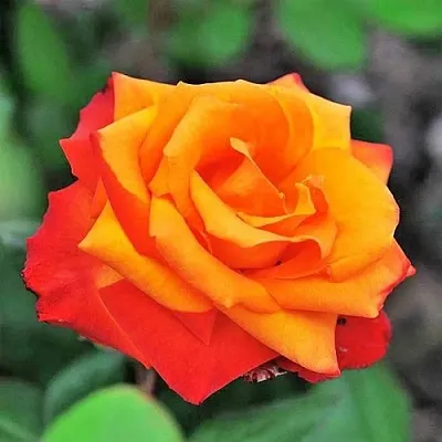 Саженцы роз ТЕМПИ МОДЕРНИ чайно-гибридная  Саженцы роз ТЕМПИ МОДЕРНИ чайно-гибридная в Владимире