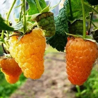 Малина ОРАНЖЕВОЕ ЧУДО  Малина ОРАНЖЕВОЕ ЧУДО в Владимире