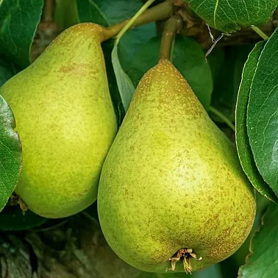 Груша Г-6 колонновидная  Груша Г-6 колонновидная в Владимире