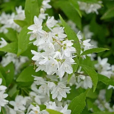 Дейция шершавая  Дейция шершавая в Владимире