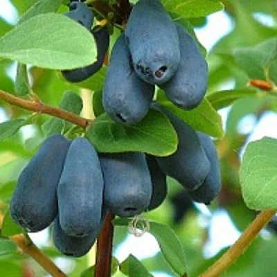 Жимолость съедобная ЮГАНА  Жимолость съедобная ЮГАНА в Владимире