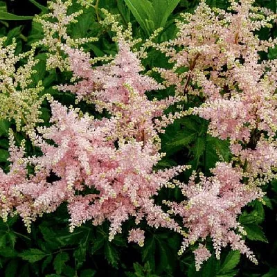 Астильба СЕСТРА ТЕРЕЗА Арендса  Астильба СЕСТРА ТЕРЕЗА Арендса в Владимире