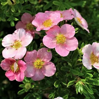 Лапчатка ЛАВЛИ ПИНК кустарниковая  Лапчатка ЛАВЛИ ПИНК кустарниковая в Владимире