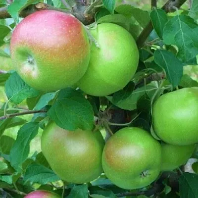 Яблоня НАВАВИТА  Яблоня НАВАВИТА в Владимире