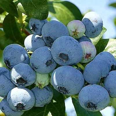 Голубика НУИ в Владимире