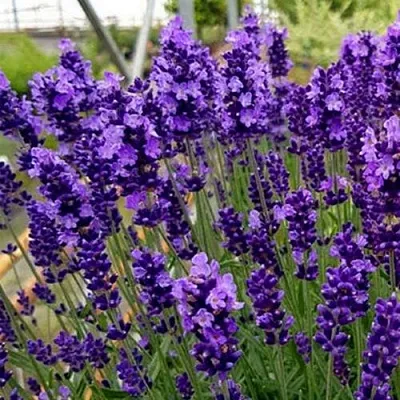 Лаванда ХИДКОТ БЛЮ узколистная в Владимире