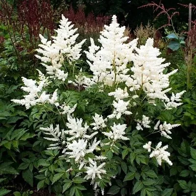 Астильба ДОЙЧЛАНД японская  Астильба ДОЙЧЛАНД японская в Владимире