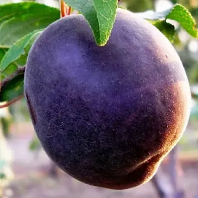 Абрикос ШЛОР ЦИРАН  Абрикос ШЛОР ЦИРАН в Владимире