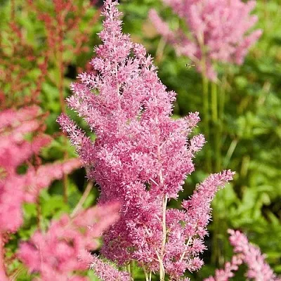 Астильба РЕЙНЛЕНД японская  Астильба РЕЙНЛЕНД японская в Владимире