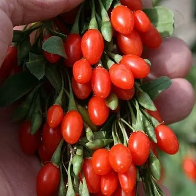 Годжи КОРЕАН БИГ  Годжи КОРЕАН БИГ в Владимире