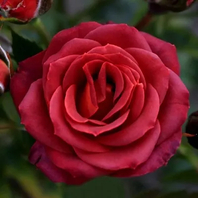 Саженцы роз ЧОКОЧИНО спрей  Саженцы роз ЧОКОЧИНО спрей в Владимире