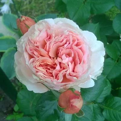 Саженцы роз ФИЛИНГ чайно-гибридная  Саженцы роз ФИЛИНГ чайно-гибридная в Владимире