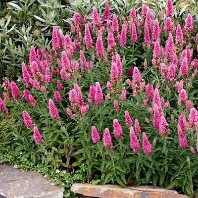 Вероника РОЗЕА колосковая  Вероника РОЗЕА колосковая в Владимире