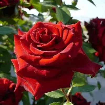 Саженцы роз РЕД КУИН чайно-гибридная  Саженцы роз РЕД КУИН чайно-гибридная в Владимире