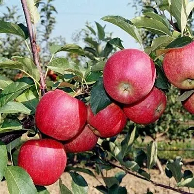 Яблоня АПОРТ  Яблоня АПОРТ в Владимире