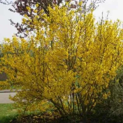 Форзиция КАМСОН промежуточная — описание сорта Форзиция КАМСОН промежуточная в Владимире