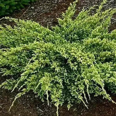 Можжевельник ДРИМ ДЖОЙ чешуйчатый  Можжевельник ДРИМ ДЖОЙ чешуйчатый в Владимире