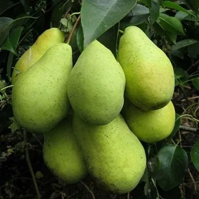 Груша ФЕВРАЛЬСКИЙ СУВЕНИР  Груша ФЕВРАЛЬСКИЙ СУВЕНИР в Владимире