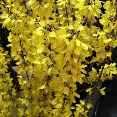 Форзиция ГОЛДРАУШ в Владимире