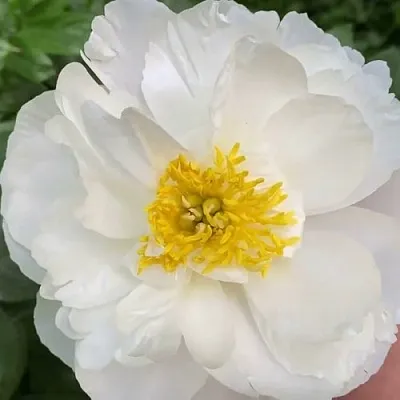 Пион ДУБЛИН травянистый  Пион ДУБЛИН травянистый в Владимире