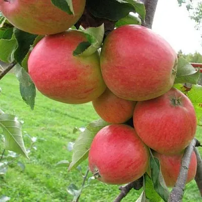 Яблоня ПИККОЛО  Яблоня ПИККОЛО в Владимире