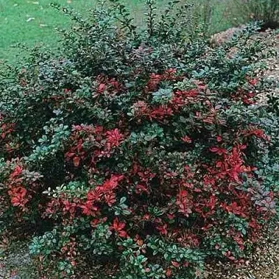 Барбарис РЕД ДЖЕВЕЛ средний   Барбарис РЕД ДЖЕВЕЛ средний  в Владимире