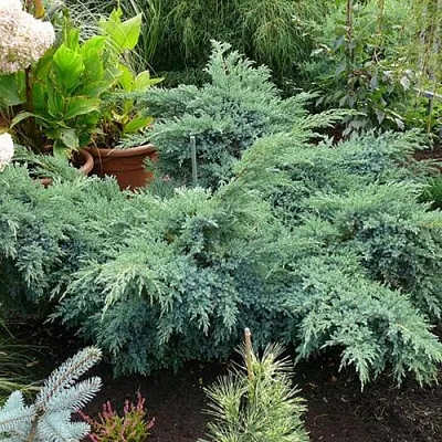 Можжевельник БЛЮ ШВЕД (СВИД) чешуйчатый  Можжевельник БЛЮ ШВЕД (СВИД) чешуйчатый в Владимире