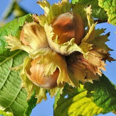 Фундук ТОНДА РОМАНА  Фундук ТОНДА РОМАНА в Владимире