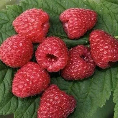 Малина ЗЮГАНА  Малина ЗЮГАНА в Владимире