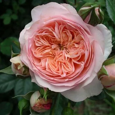 Саженцы роз СУРИР ДЕ ХАВР чайно-гибридная  Саженцы роз СУРИР ДЕ ХАВР чайно-гибридная в Владимире